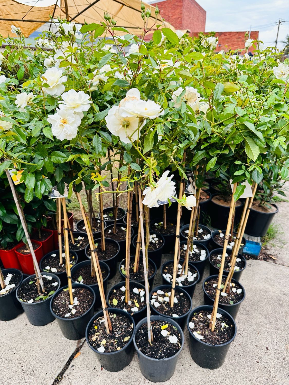 Roses Iceberg Floribunda 250mm