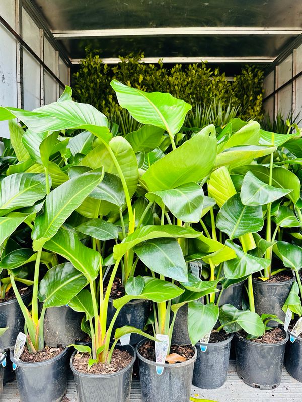 Bird Of Paradise Nicolai 200mm Bird Of Paradise Nicolai 200mm