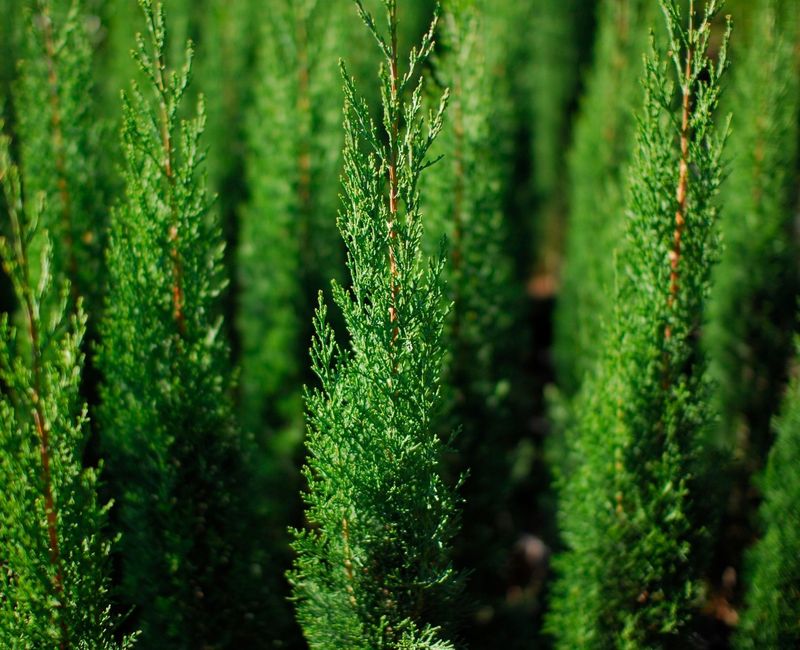 Pencil Pine Glauca 70-80cm Tall 200mm Pot