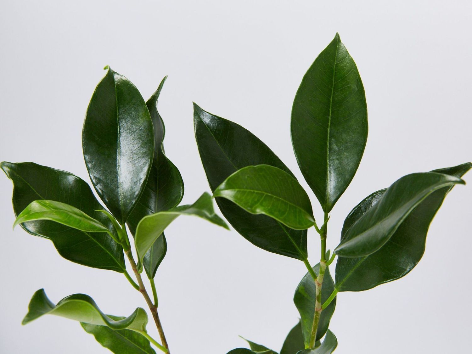 Ficus Flash 300mm