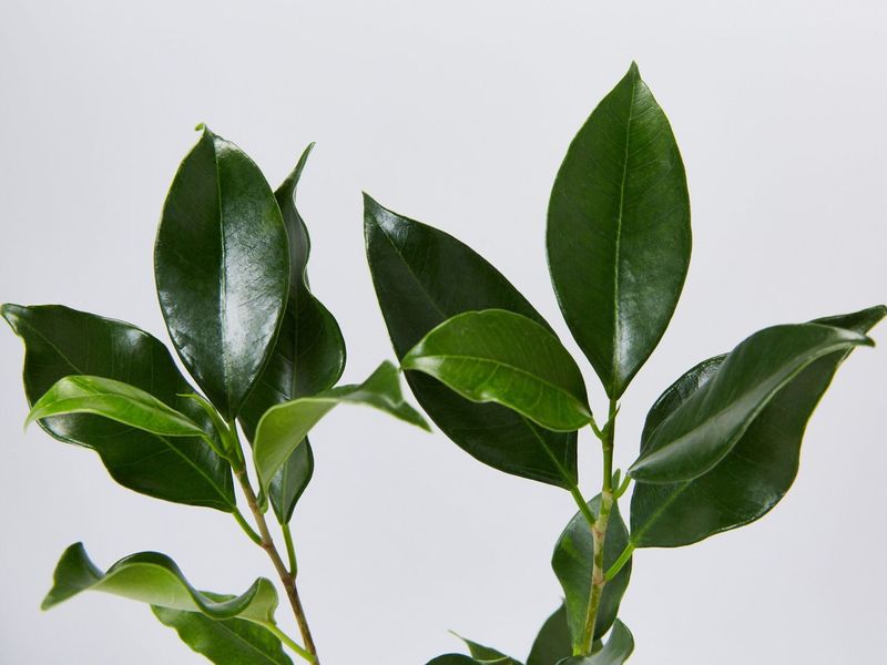 Ficus Flash 300mm