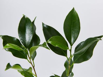 Ficus Hillii 300mm