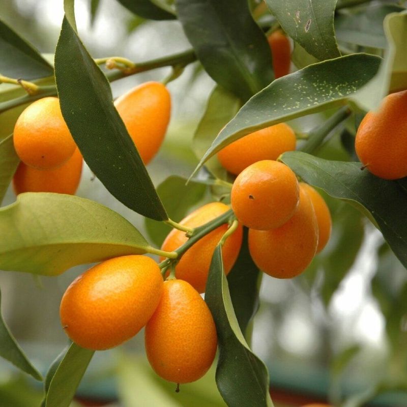 Dwarf Kumquat - Nagami - Meiwa - Marumi