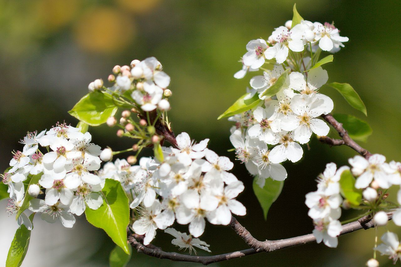 Pyrus calleryana ‘Cleveland Select’ Ornamental Pear Tree 200mm