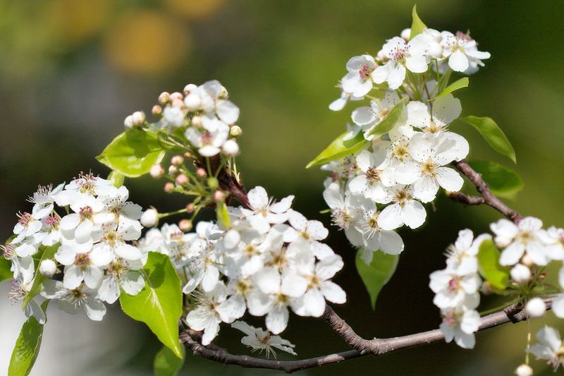 Pyrus calleryana ‘Cleveland Select’ Ornamental Pear Tree 200mm