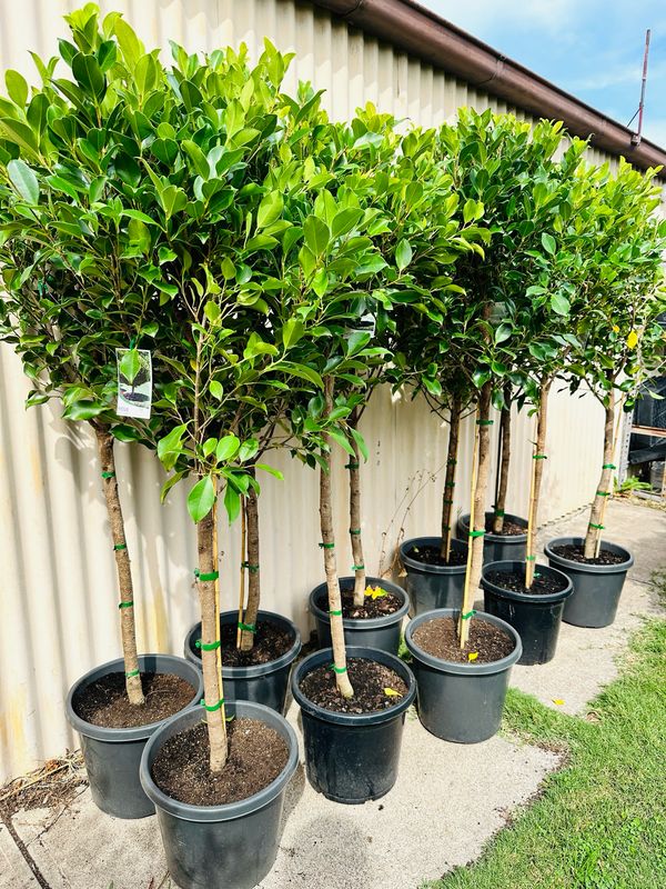 Ficus Flash Standard 300mm 1.5-1.6M Tall