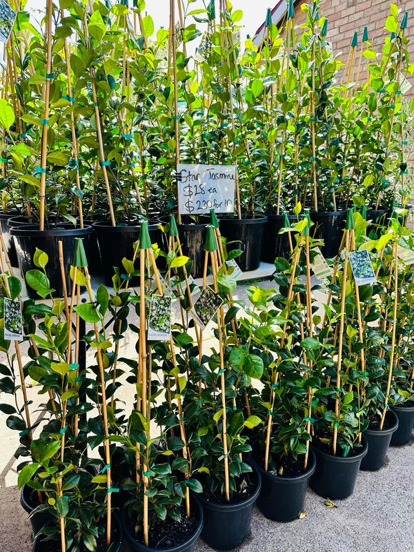 Star Jasmine 200mm