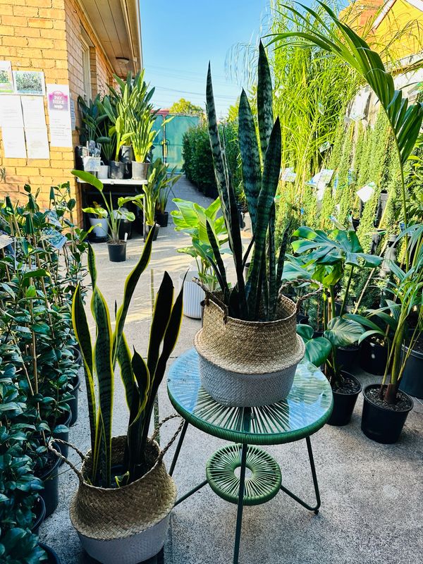 Snake Plant/ Mother -in-laws Tongue 200mm