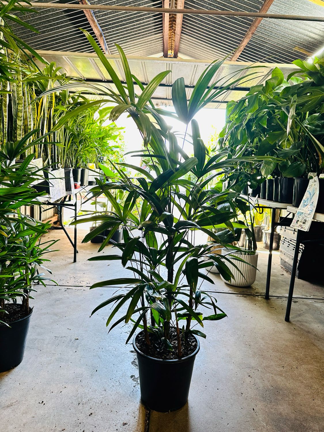 Lady Palm Rhapis 250mm