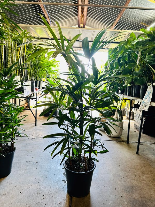 Lady Palm Rhapis 250mm