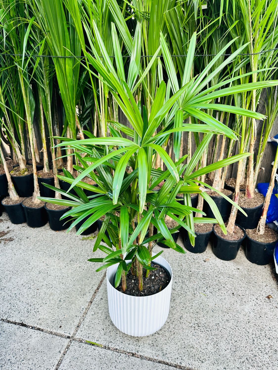 Lady Palm Rhapis 250mm Lady Palm Rhapis 250mm
