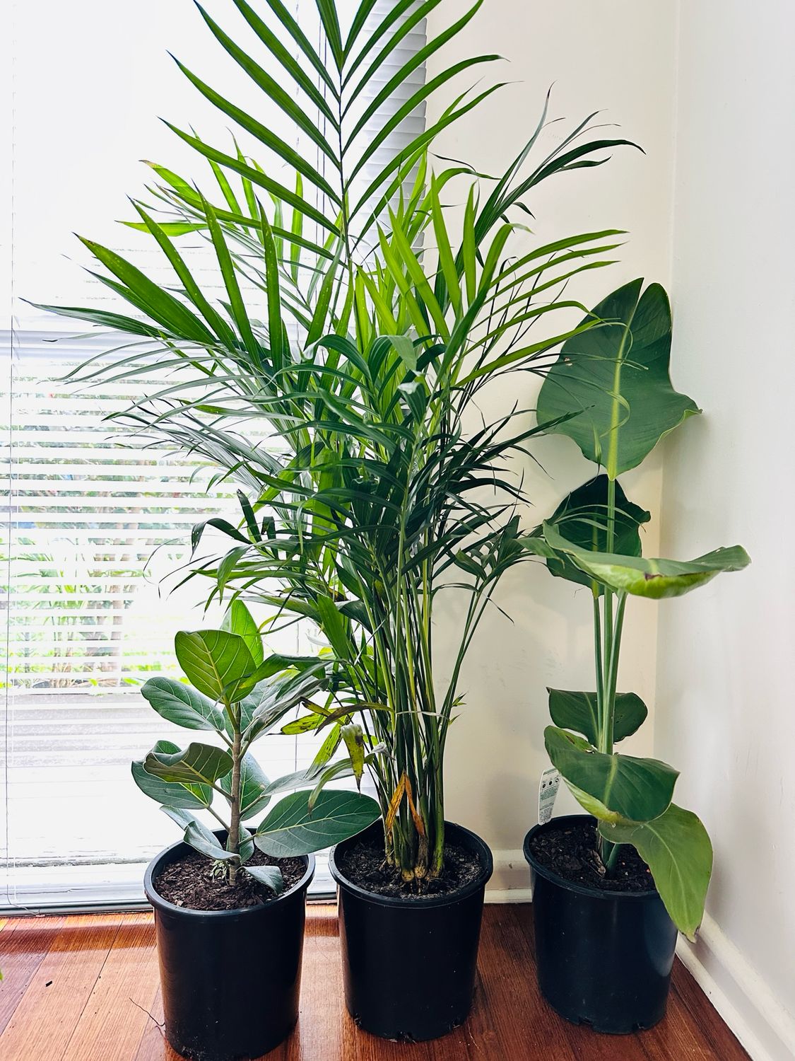 Indoor Plant Bundle $80 For 3 Plants