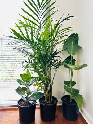 Indoor Plant Bundle $80 For 3 Plants Indoor Plant Bundle $80 For 3 Plants