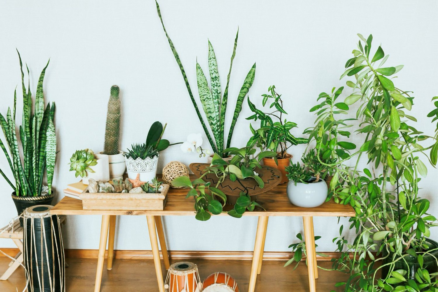 Plant Gift Cards/ Vouchers