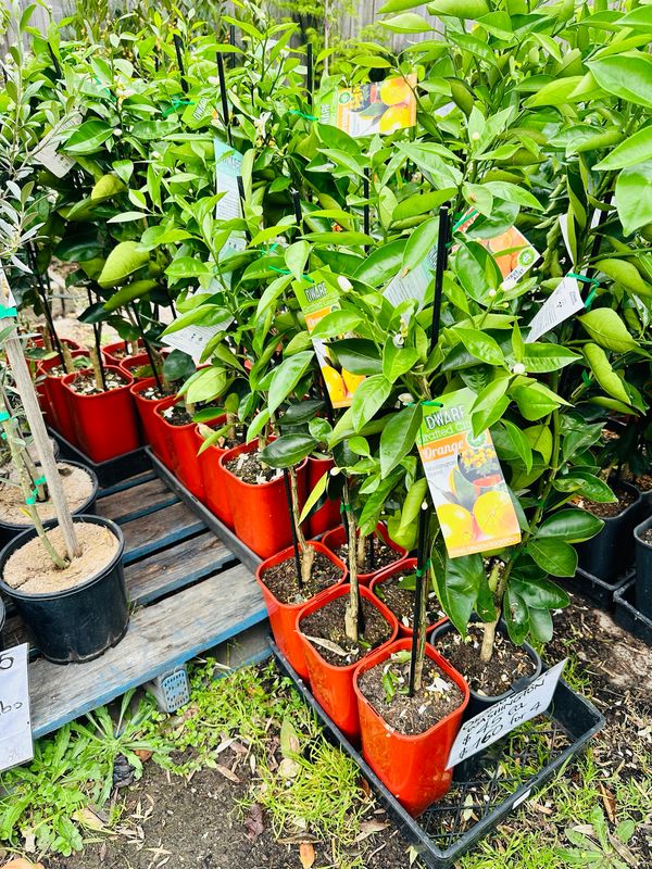 Orange Washington Navel Dwarf And Grafted