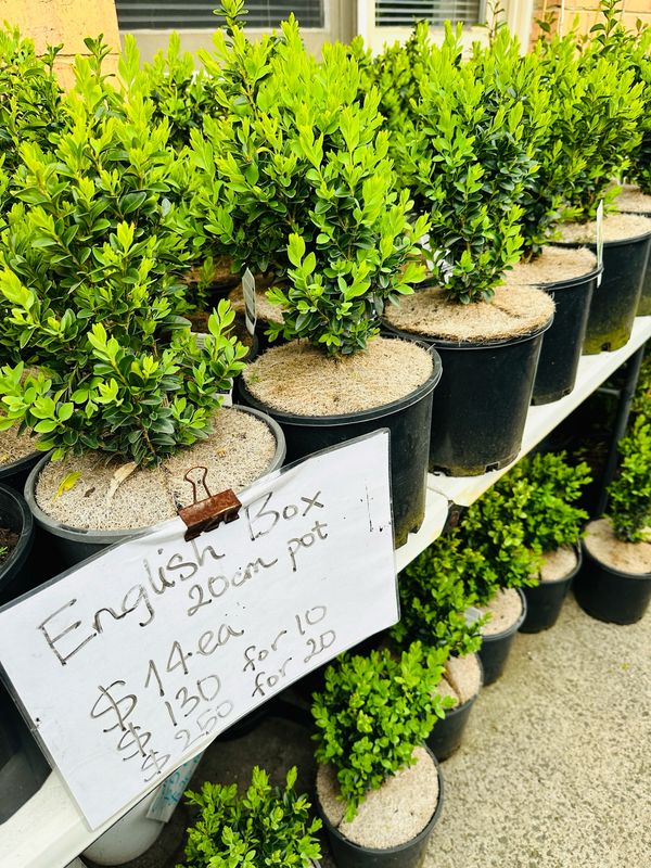 English Box 200mm English Box 200mm