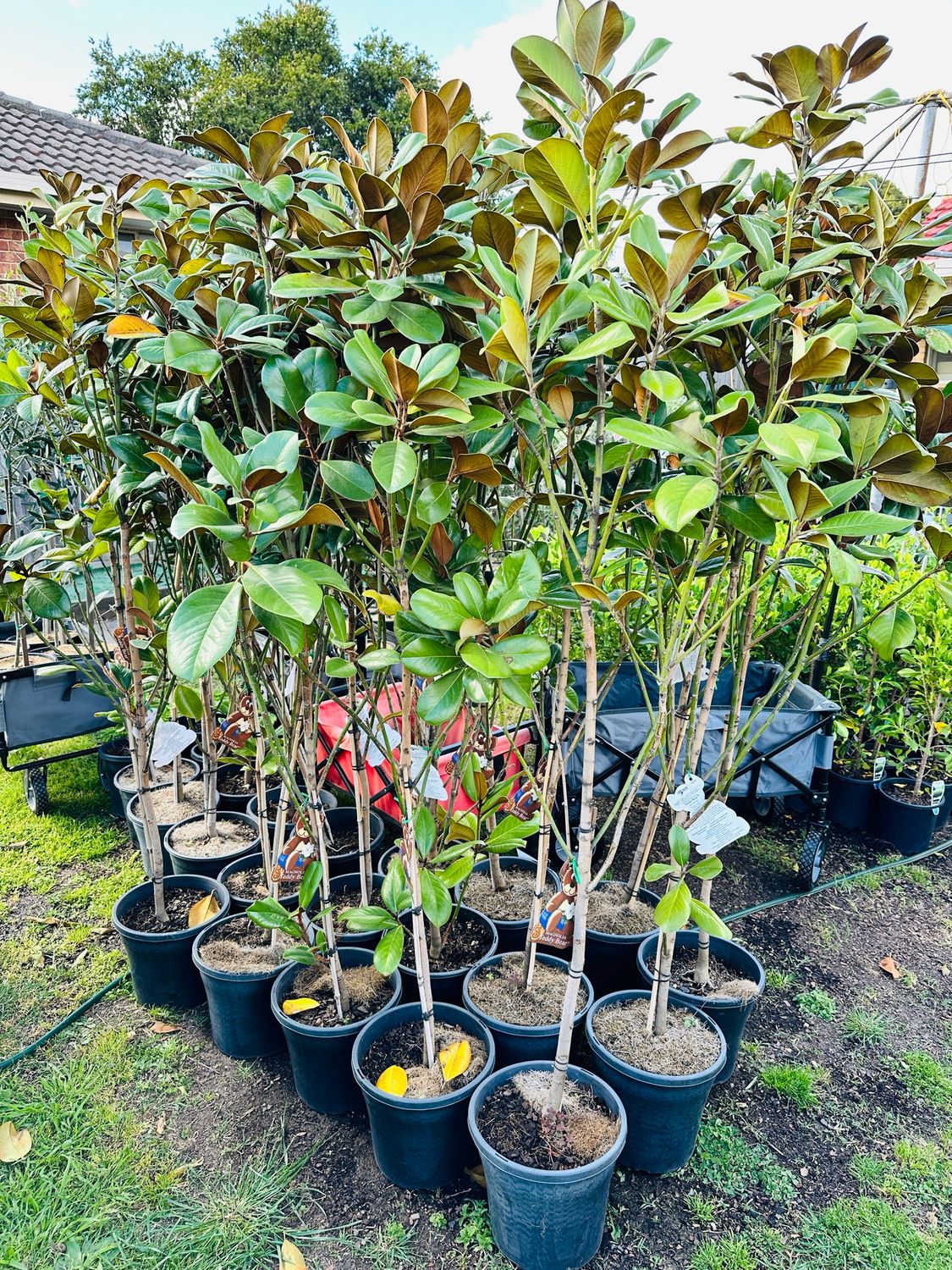 Magnolia Teddy Bear 1.6-1.8M Tall