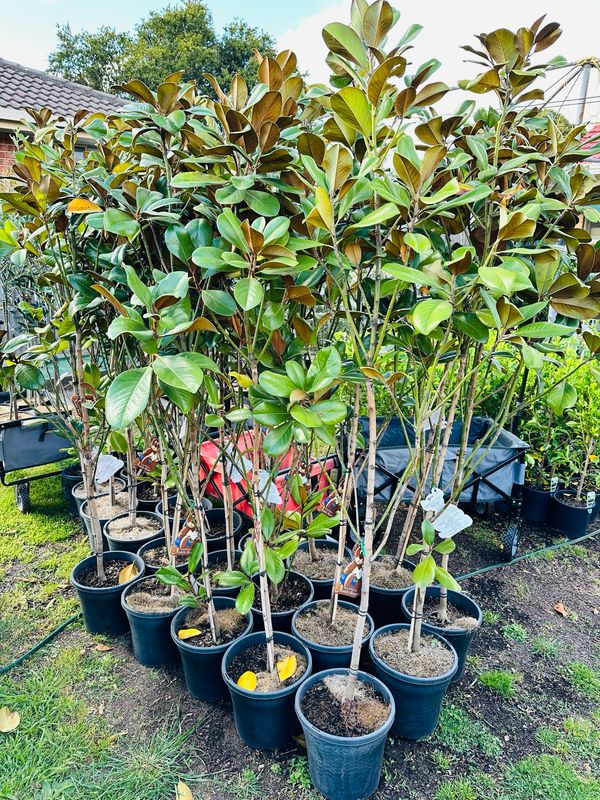 Magnolia Teddy Bear 1.6-1.8M Tall Magnolia Teddy Bear 1.6-1.8M Tall