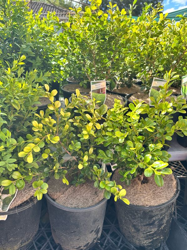 Japanese Box 200mm Japanese Box 200mm