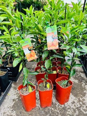 Dwarf Mandarin emperor Dwarf Mandarin emperor