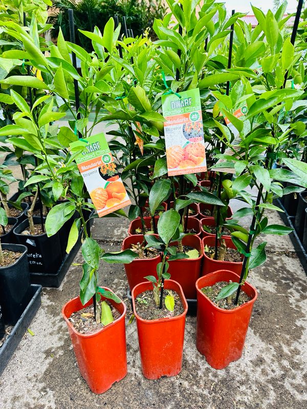 Dwarf Mandarin emperor Dwarf Mandarin emperor