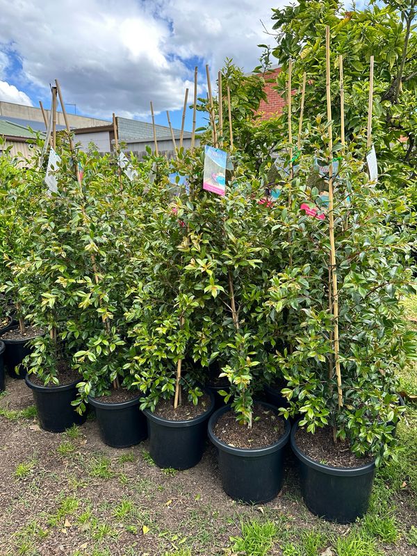 Lilly Pilly Backyard Bliss 300mm Lilly Pilly Backyard Bliss 300mm