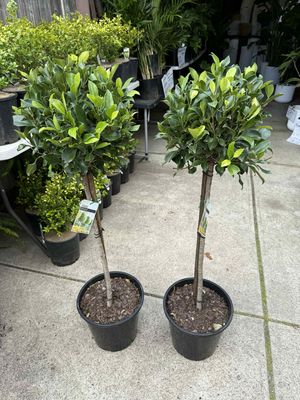 Ficus Flash Standard 250mm 1-1.2M Tall