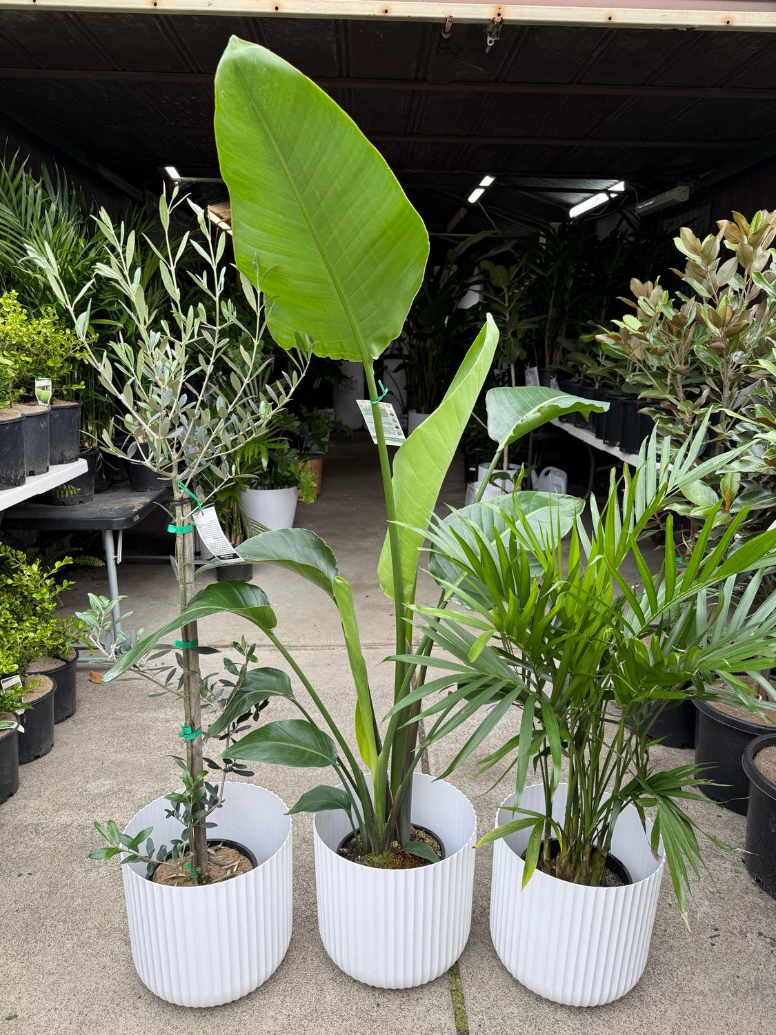 Plant Bundle For Beginners $120 For 3 Plants Plant Bundle For Beginners $120 For 3 Plants