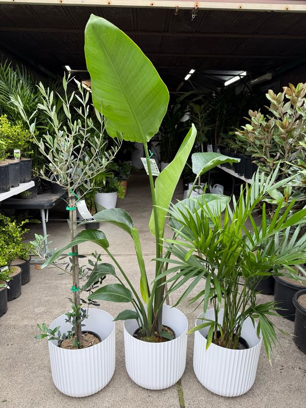 Plant Bundle For Beginners $120 For 3 Plants Plant Bundle For Beginners $120 For 3 Plants