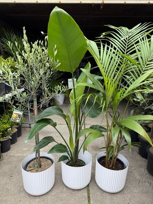 Plant Bundle 3 Large Plants - $200 For 3 Plants Plant Bundle 3 Large Plants - $200 For 3 Plants