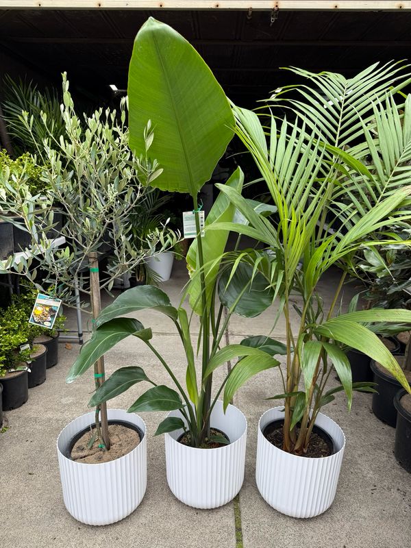 Plant Bundle 3 Large Plants - $200 For 3 Plants Plant Bundle 3 Large Plants - $200 For 3 Plants