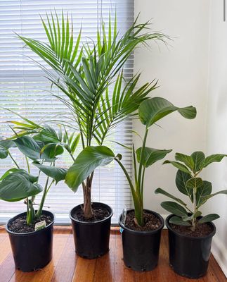 Budget Plant Bundle - $100 For 4 Plants