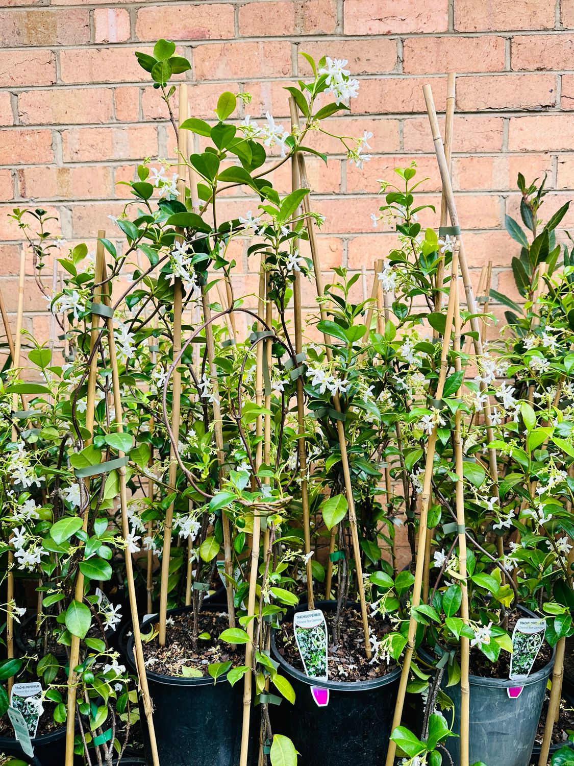 Star Jasmine 200mm Star Jasmine 200mm