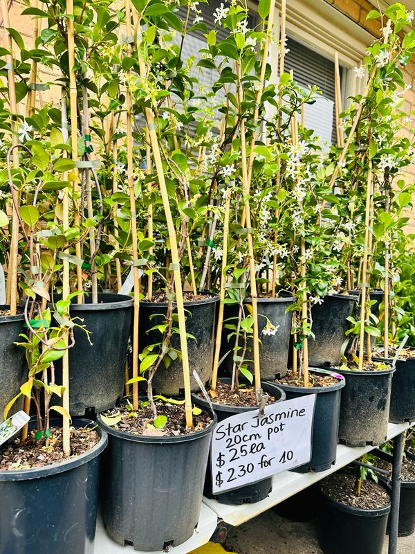 Star Jasmine 200mm Star Jasmine 200mm