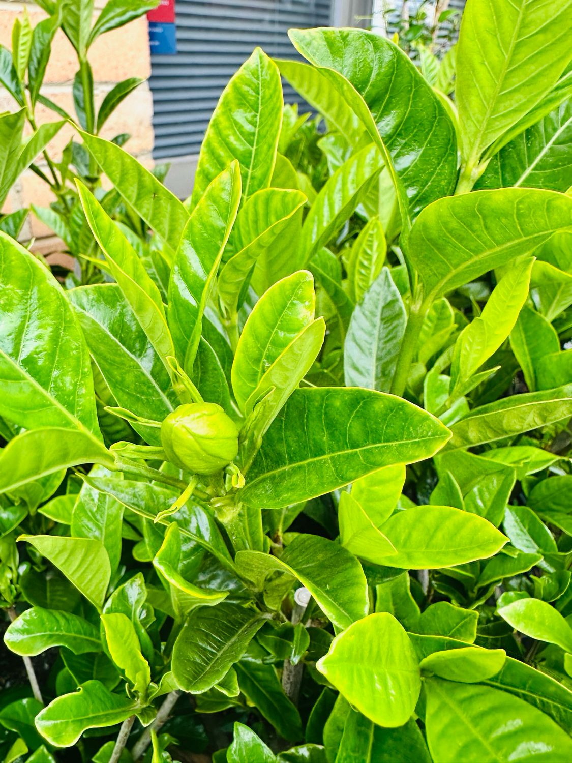 Gardenia Magnifica 200mm Gardenia Magnifica 200mm