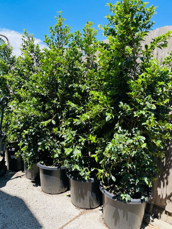 Lilly Pilly Backyard Bliss 400mm