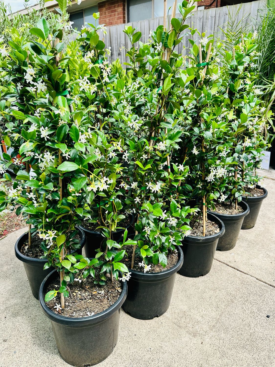 Star Jasmine 300mm