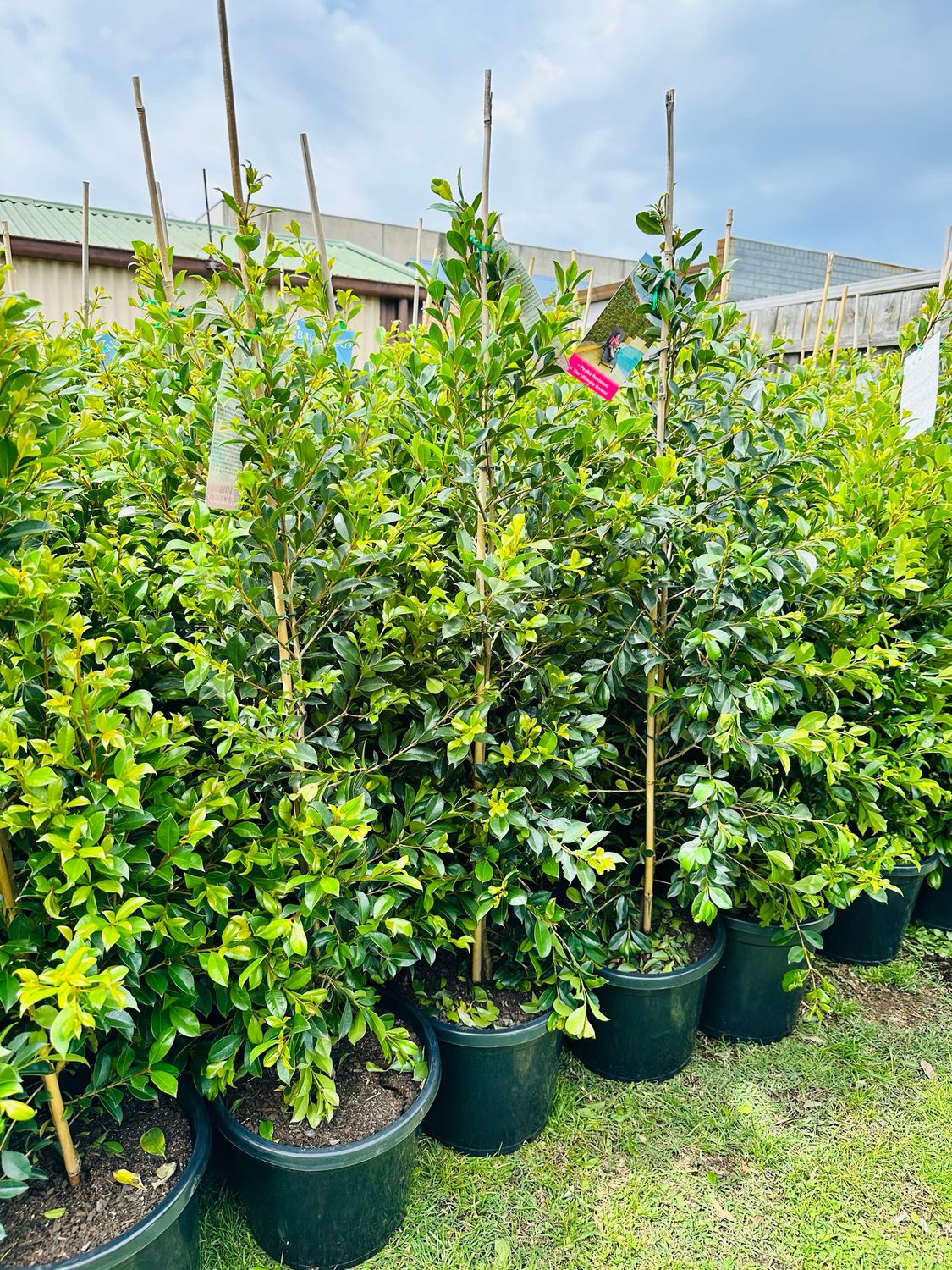 Lilly Pilly Backyard Bliss 300mm