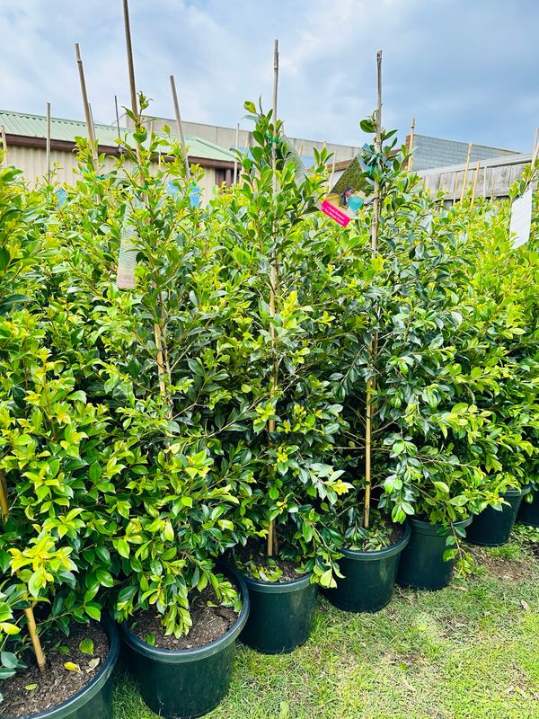 Lilly Pilly Backyard Bliss 300mm Lilly Pilly Backyard Bliss 300mm