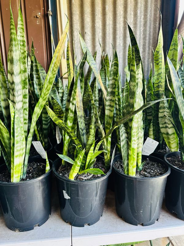 Snake Plant/ Mother -in-laws Tongue 200mm