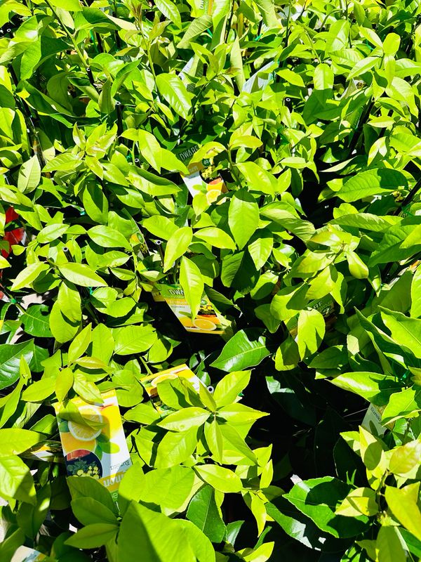 Lemon Eureka Standard