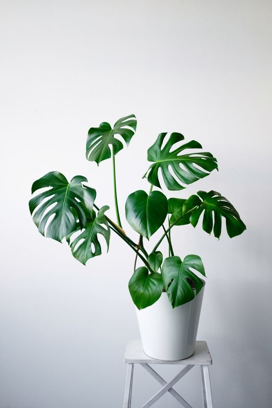 Monstera Deliciosa 200mm