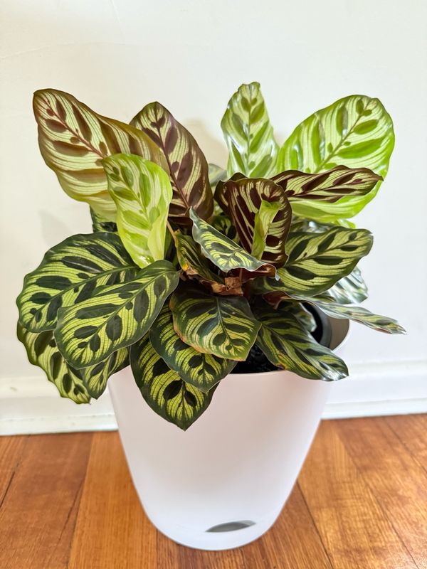 Calathea Peacock 200mm