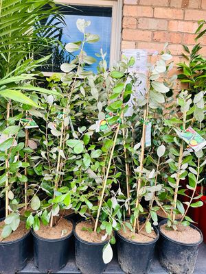 Feijoa Pineapple Guava 200mm Pot