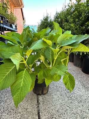 Hydrangea macrophylla Popcorn Candy 200mm