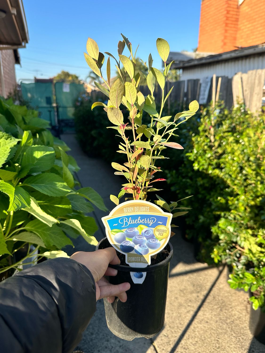 Blueberry 140mm