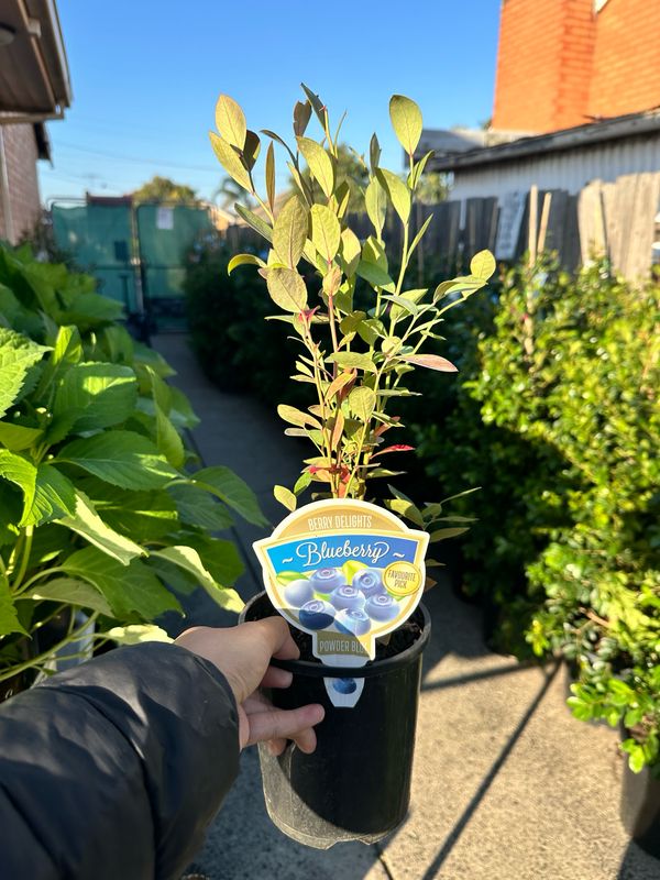 Blueberry 140mm