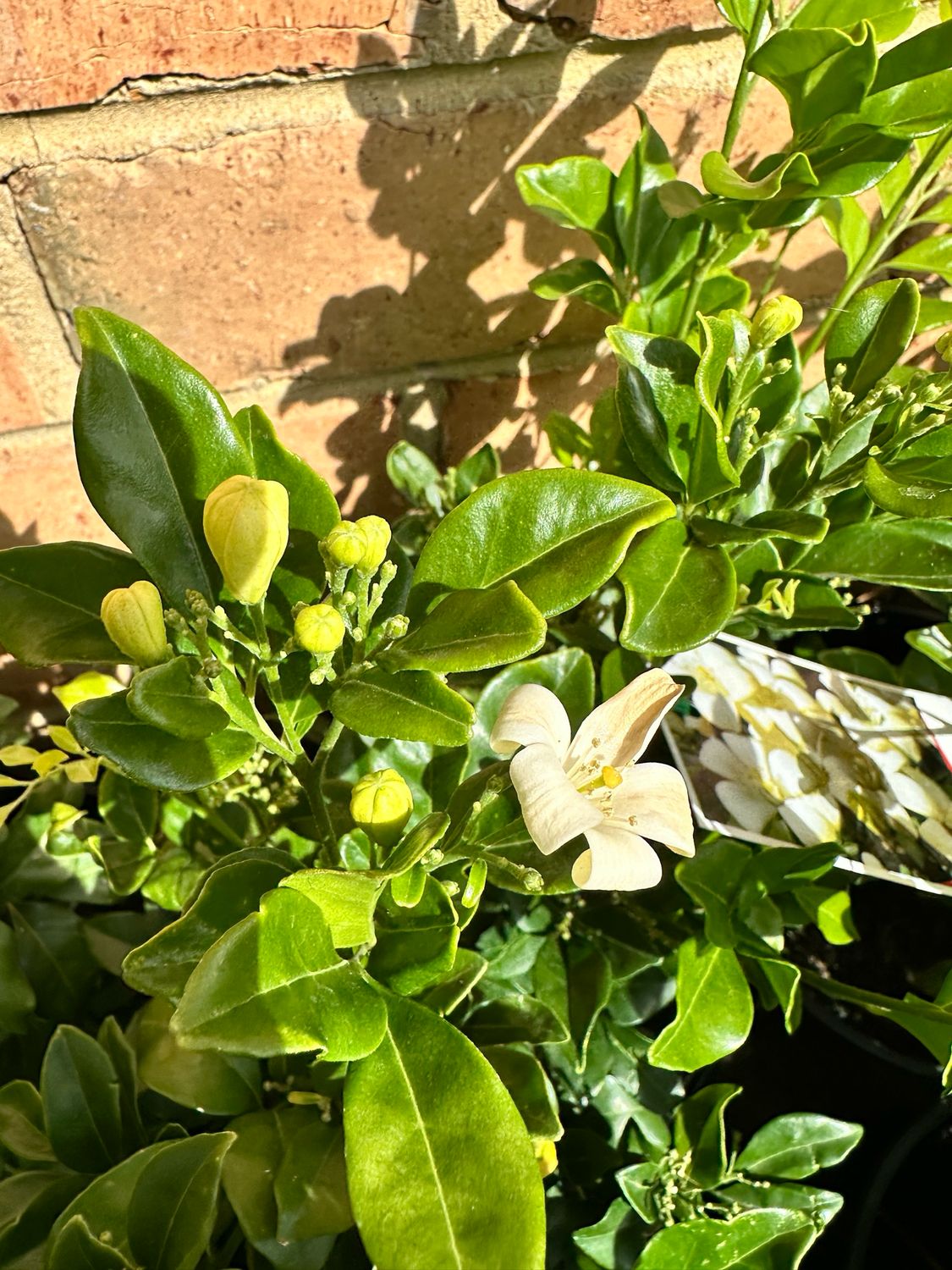 Murraya Paniculata 200mm