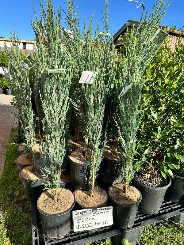 Juniper Skyrocket 200mm