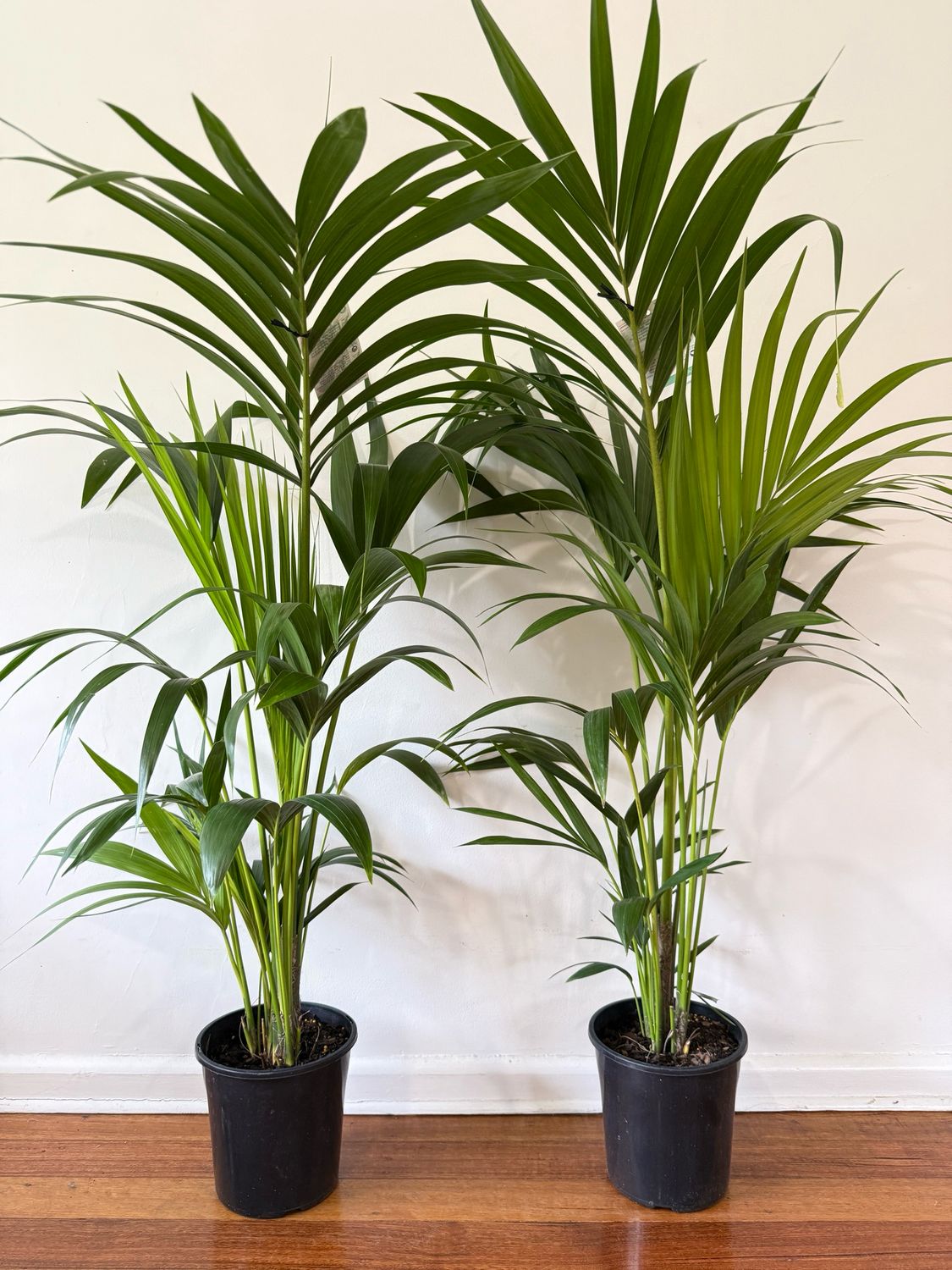 Kentia Palm 200mm